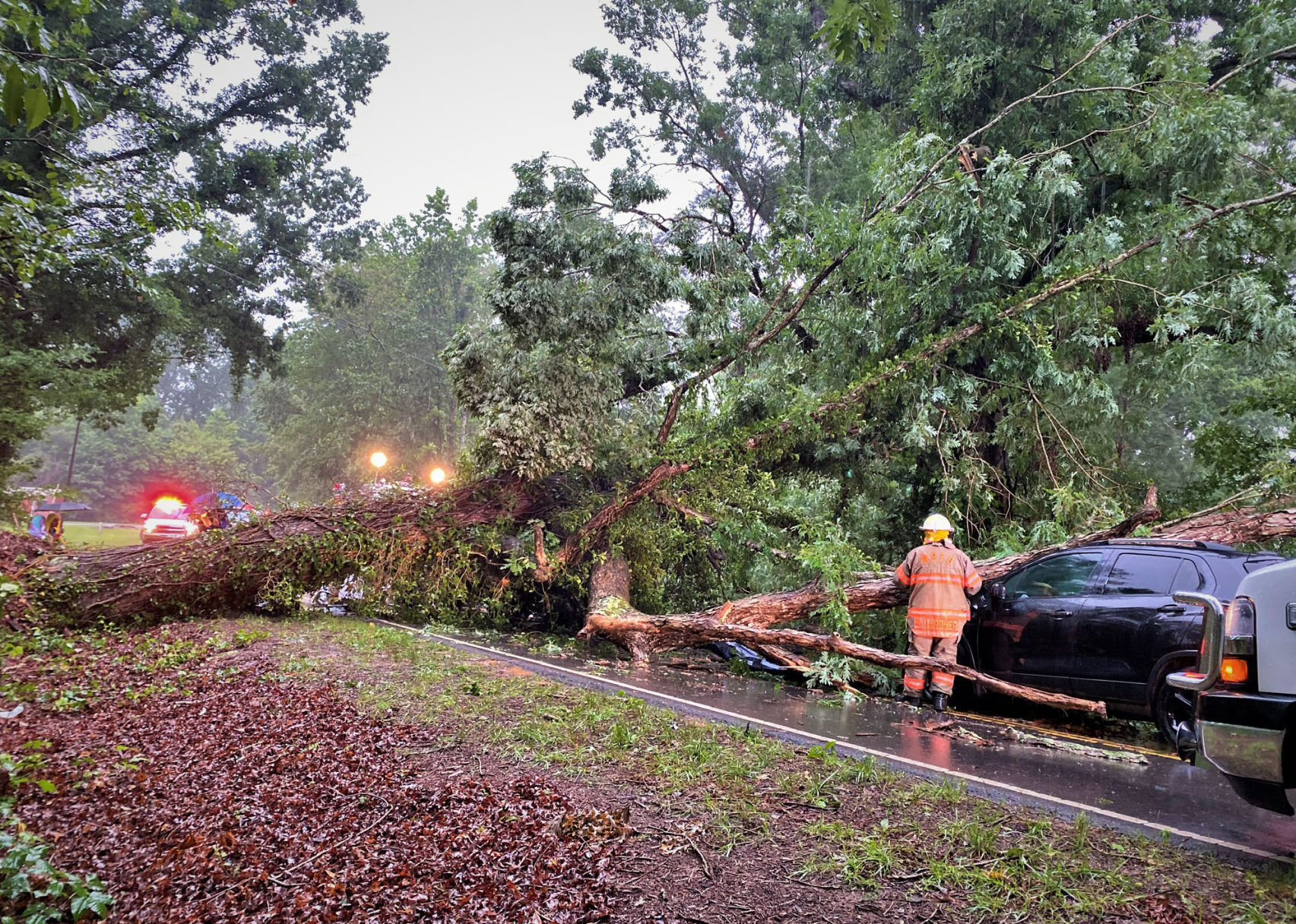Downed tree injures driver